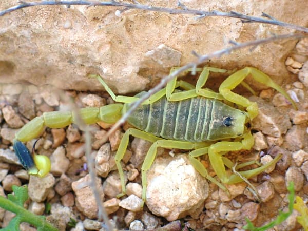 A deathstalker.
