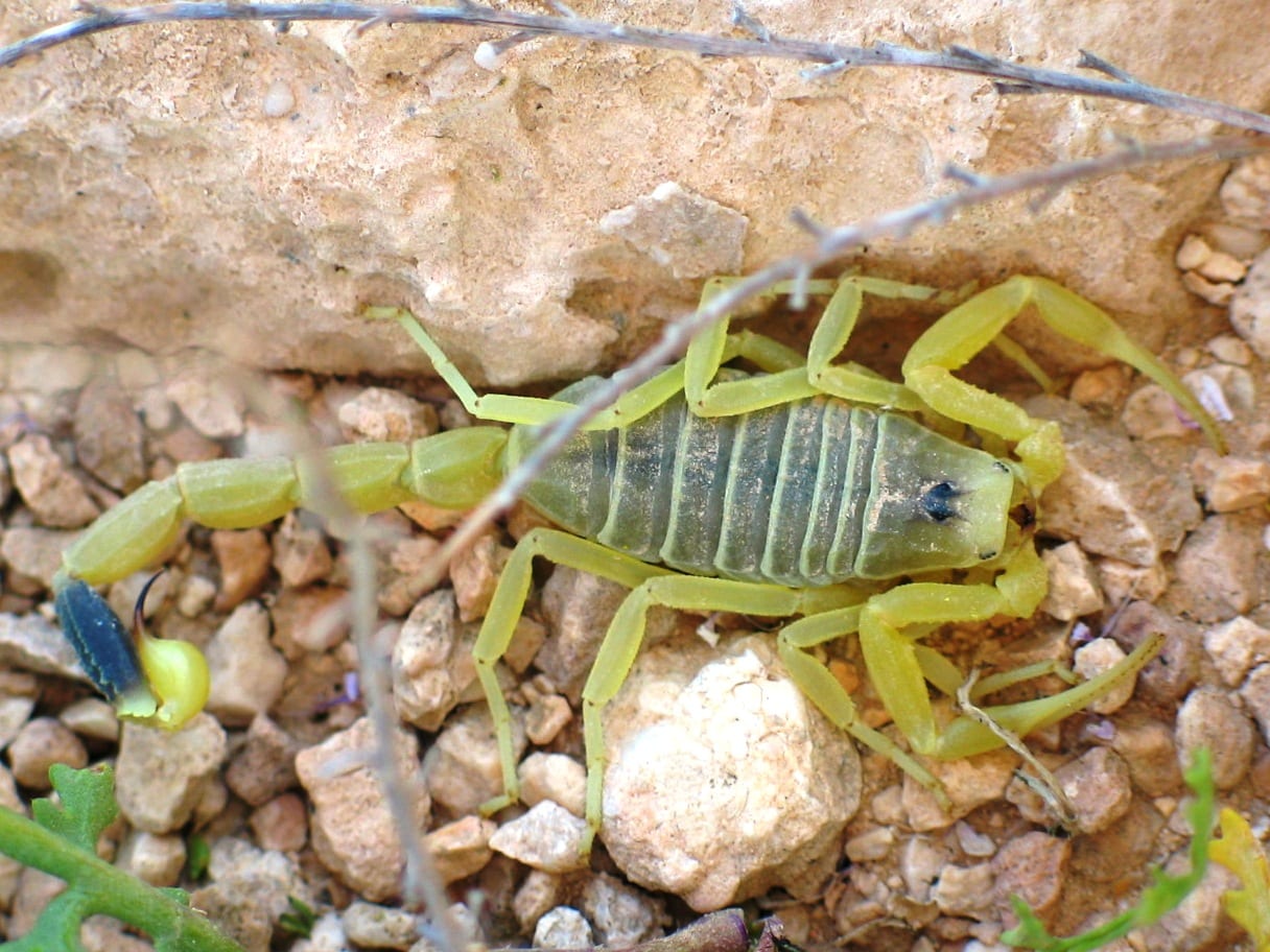 A deathstalker.