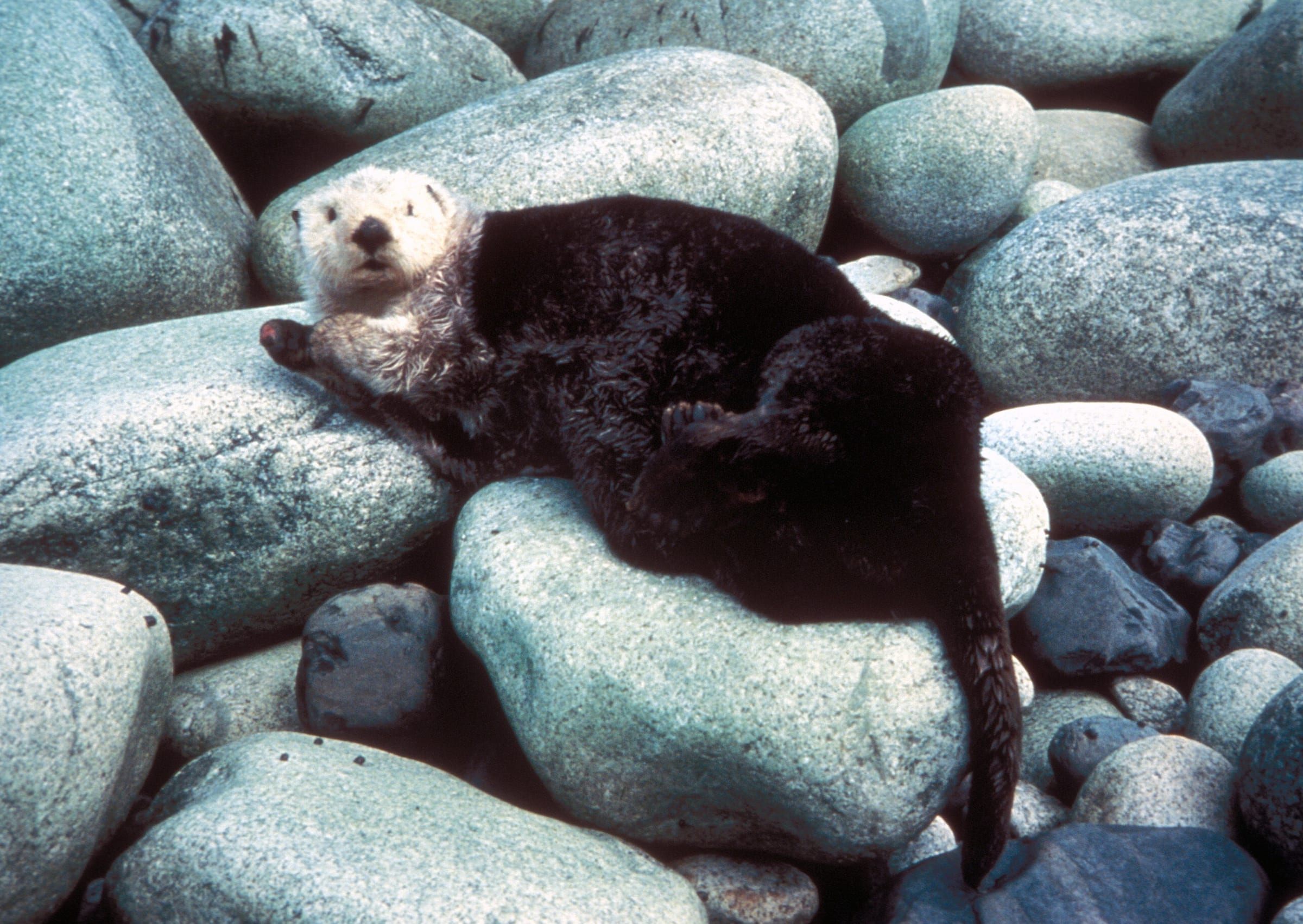 Sea Otter Enhydra lutris in Yukon Delta National Wildlife Refuge, Alaska
