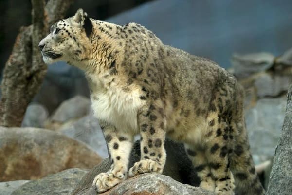 A snow leopard resting against a rocky ledge, its dense smoke-grey coat blending into the stone.