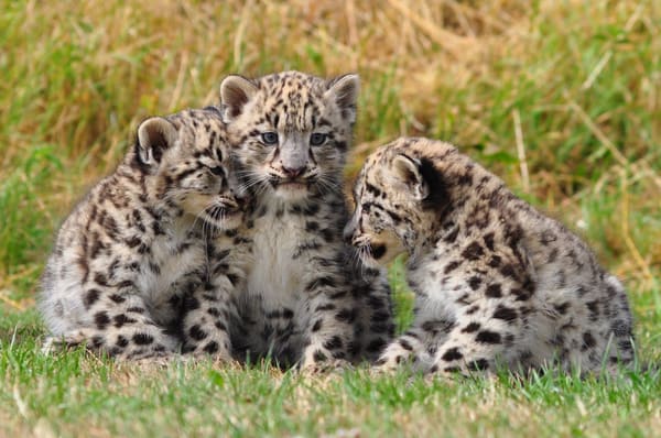 Two snow leopard cubs peering out from a den, their oversized paws and rounded ears giving away their youth.