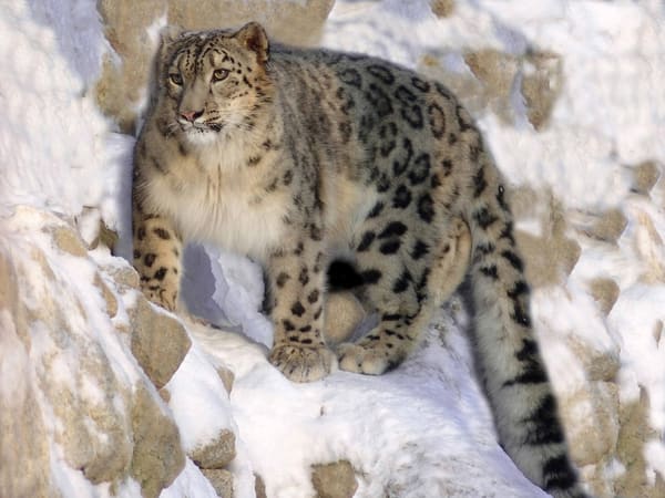 A close portrait of a snow leopard, pale eyes fixed on the viewer.