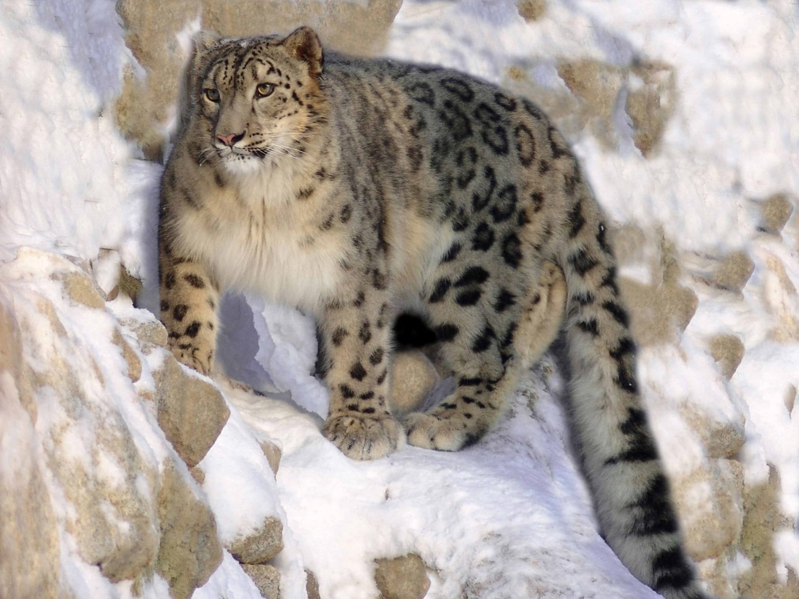 A close portrait of a snow leopard, pale eyes fixed on the viewer.