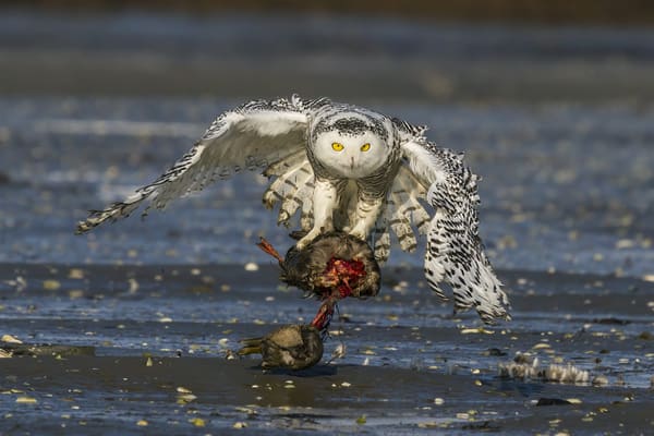 A Snowy Owl carries its kill, an American Black Duck, in "the pool" in Biddeford Pool, Maine. (Low Tide)