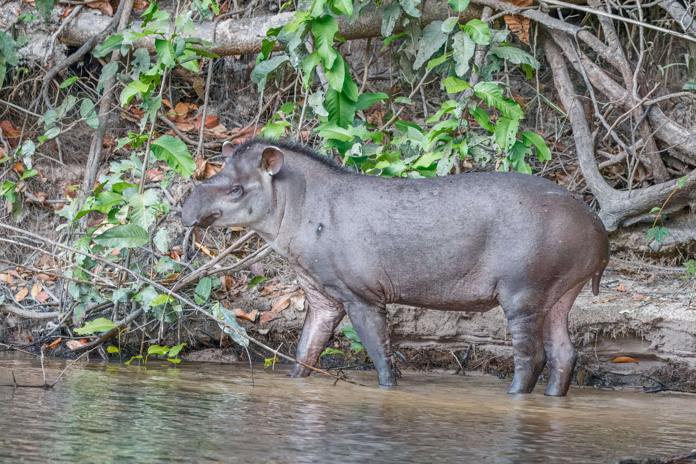 A south american tapir.