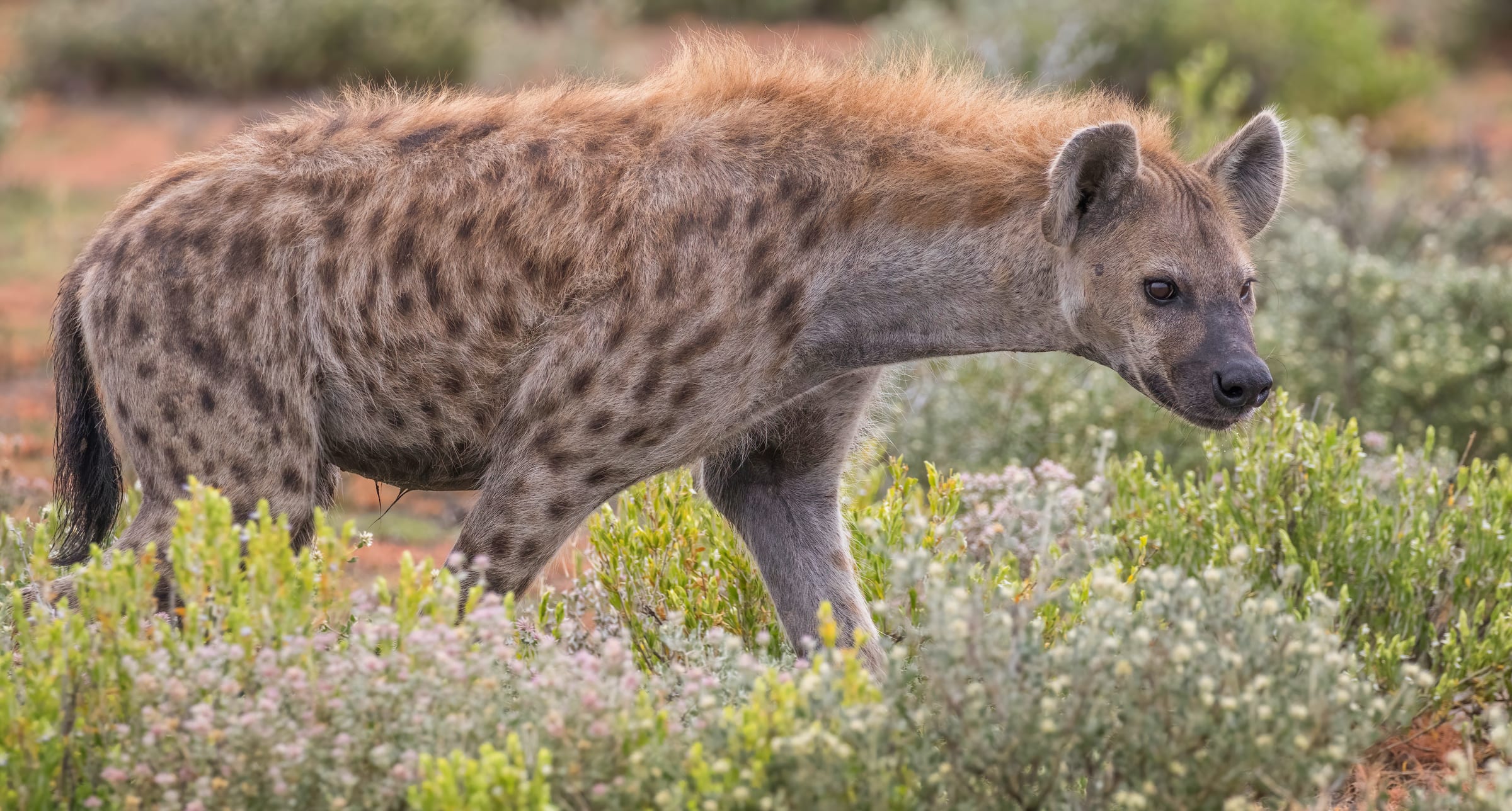 A spotted hyena.