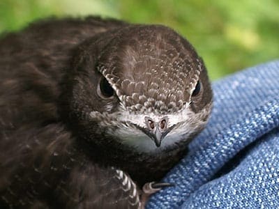 Mauersegler - Apus Apus, ein Jungvogel der noch nicht fliegen konnte.