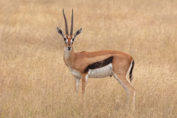 A thomson's gazelle.