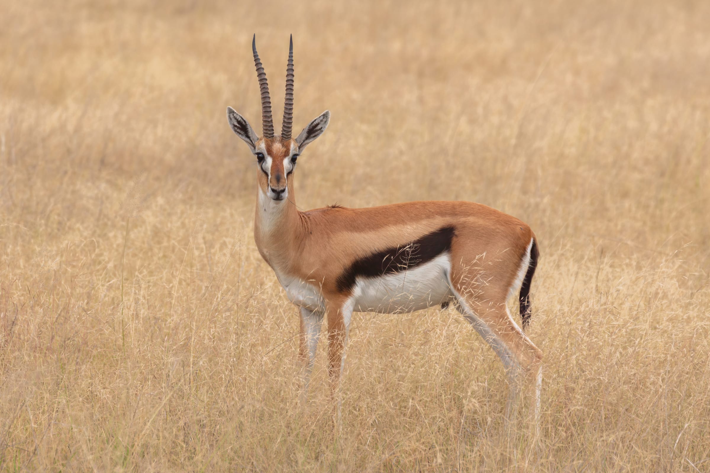 A thomson's gazelle.