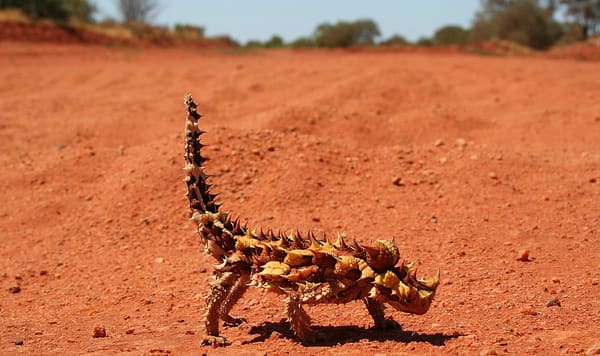 thorny devil ⧼at⧽ Great Central Road, Western Australia