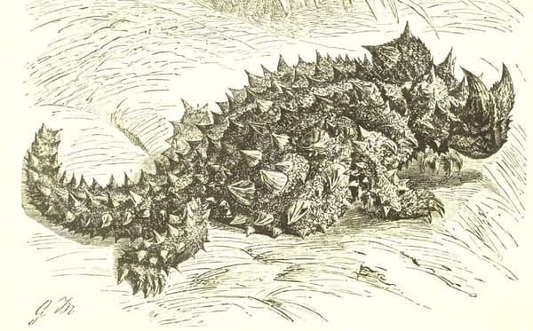 Illustration of a Reptilia species, Moloch horridus, commonly referred to as the Thorny Devil.