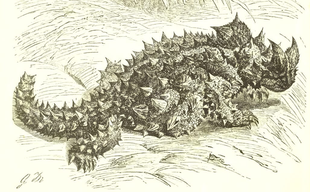 Illustration of a Reptilia species, Moloch horridus, commonly referred to as the Thorny Devil.