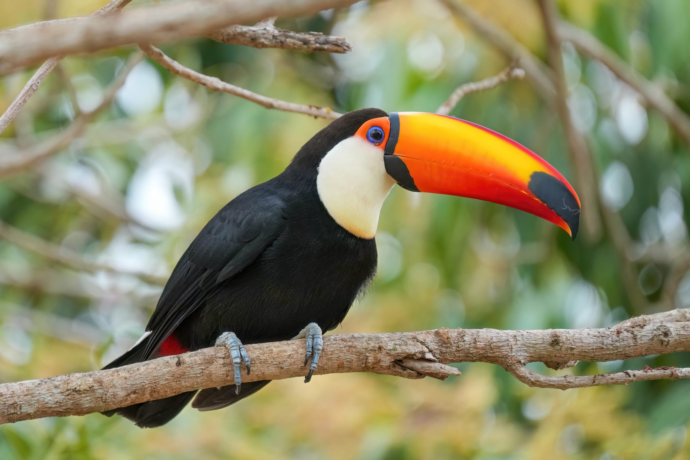 A toco toucan.