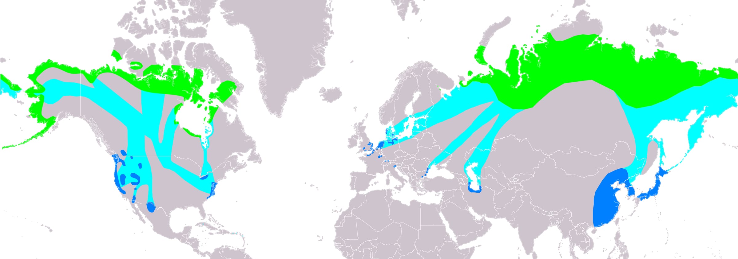 Distribution map of Tundra Swan Cygnus columbianus according to IUCN version 2019-3; key: Legend: Extant, breeding (#00FF00), Extant, passage (#00FFFF), Extant, non-breeding (#007FFF)
