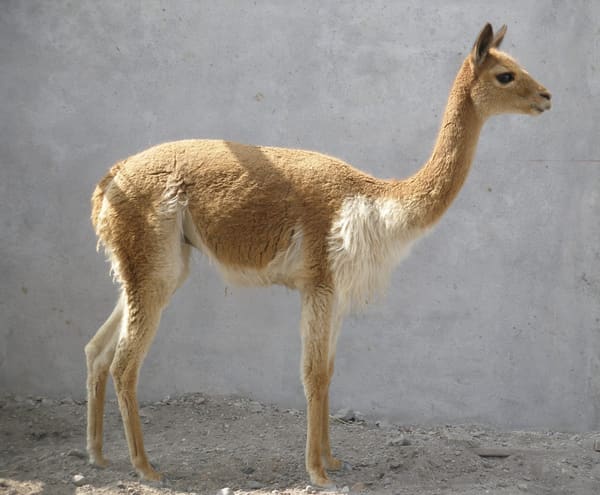 A vicuña.