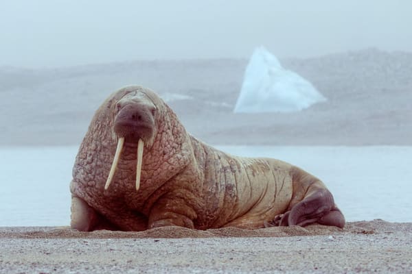 Pacific Walrus utilize beaches around Cape Peirce as haulout areas on which to rest between feeding forays. These beaches are surrounded by sheer cliffs affording the walrus protection from predators.
