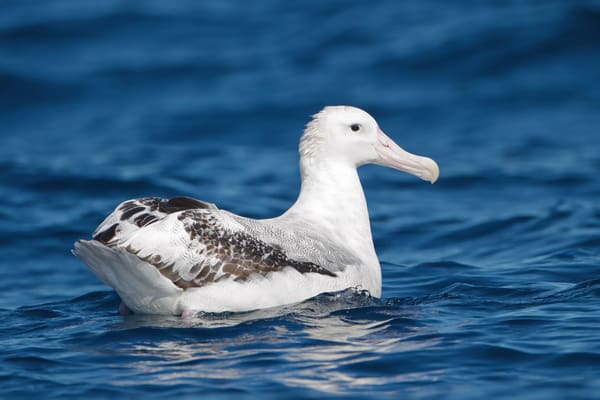 A wandering albatross.