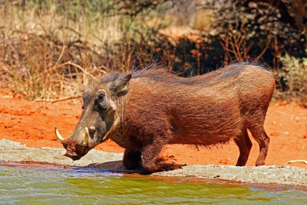 A common warthog.