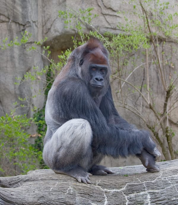 Male western lowland gorilla - taken at the Cincinnati Zoo.