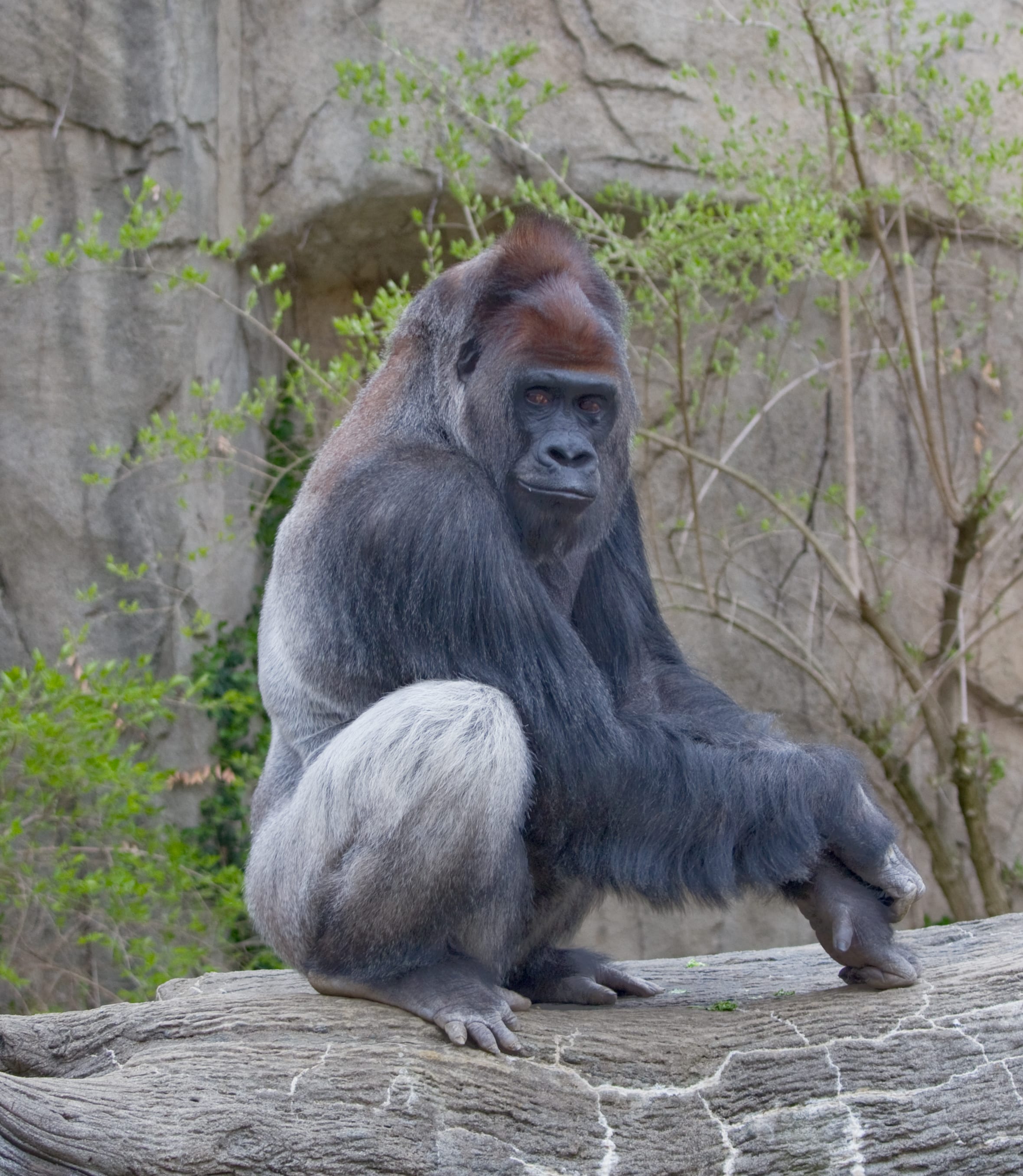 Male western lowland gorilla - taken at the Cincinnati Zoo.
