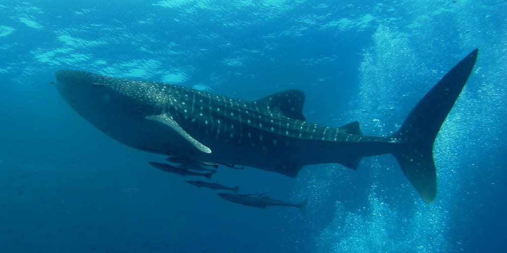 A whale shark.