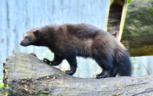 Wolverine in Skansen Zoo, Stockholm