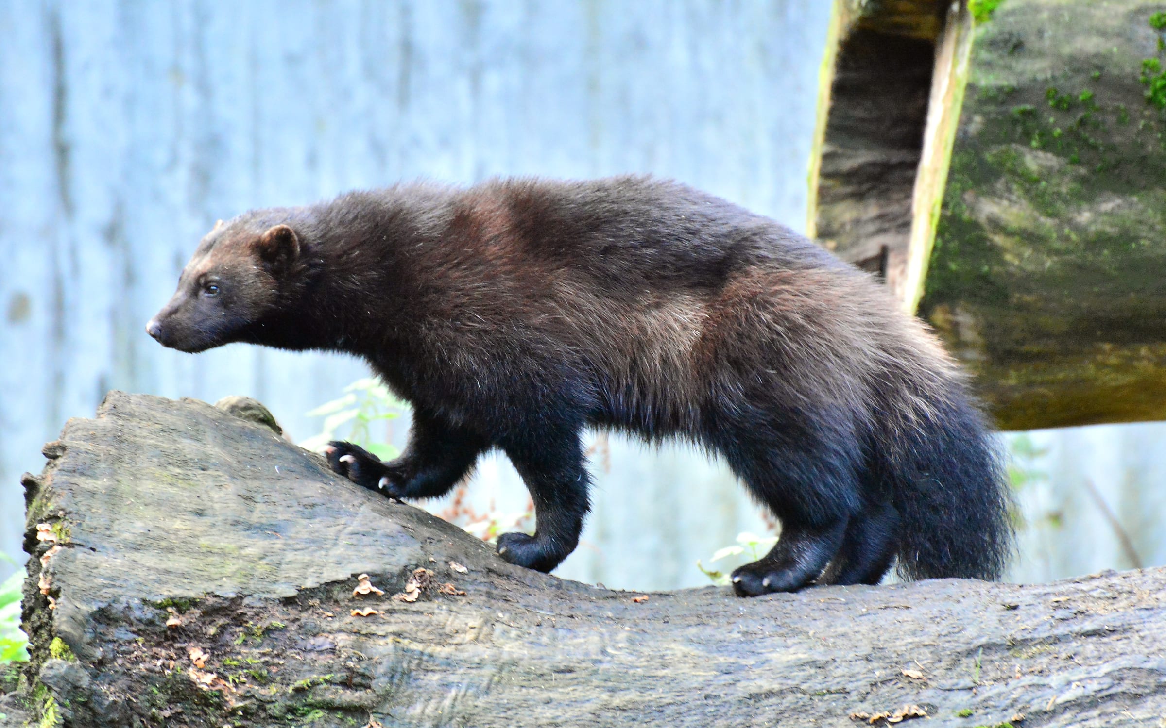 Wolverine in Skansen Zoo, Stockholm