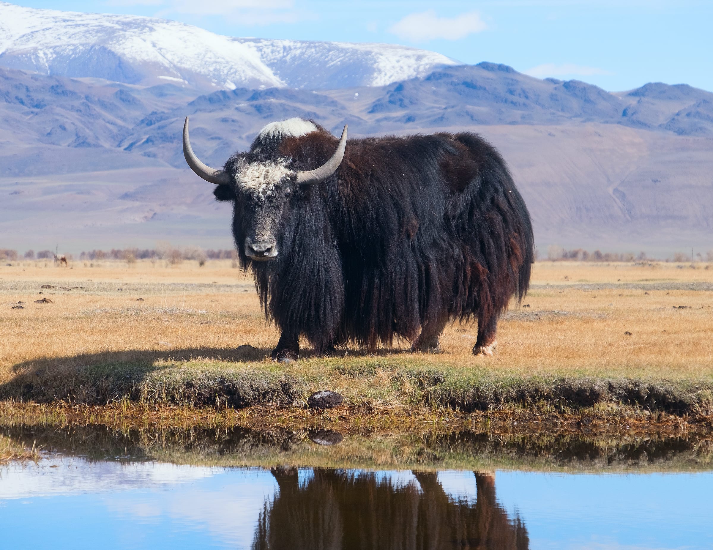 A domestic yak.
